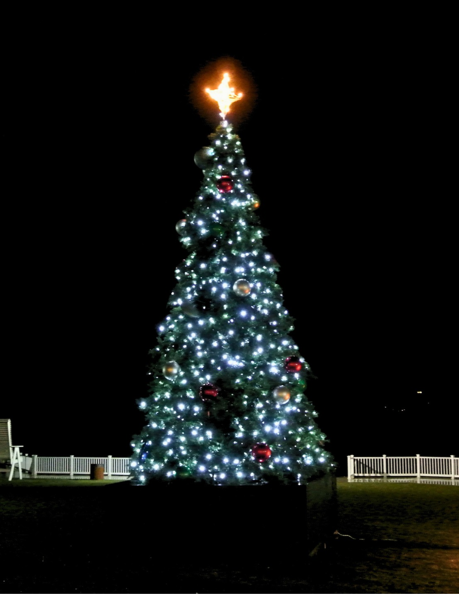 Tree Lighting